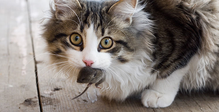 Почему кошки приносят пойманных мышей хозяевам?