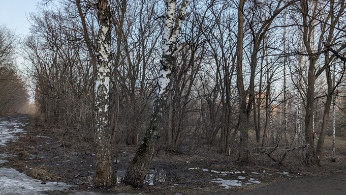 238 деревьев снесут в бывшем парке имени Ленина при благоустройстве в 2024 году