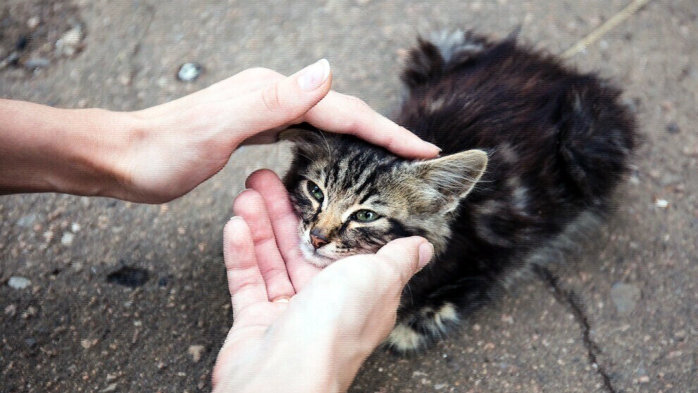 Выпускной класс и Ангелы