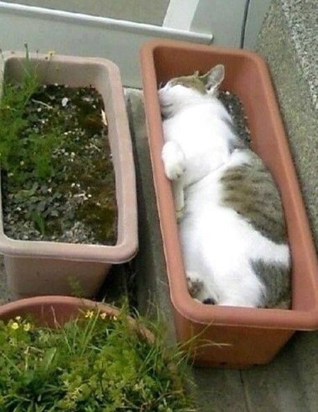 Коты в саду и на даче. 20 смешных, удивительных и просто няшных фото Коты в саду и на даче. 20 смешных, удивительных и просто няшных фото кошки, Только, кошка, хозяйка, цветы, вместо, мышей, этого, совершенно, котов, показать, вредителями, кошек, просто, чудеса13А, знаете, почему, некоторые, стремятся, залезть
