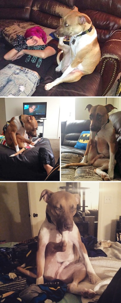 My Friend's Dog Has A Strange Habit - He Sucks His Foot. This Is A Regular Thing For Him To Do My Friend