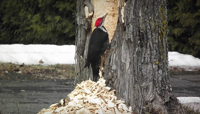 Дятел начал долбить, и вы не поверите, что произошло потом woodpecker did it, дятел, дятлова работа, на дерево без слёз смотреть нельзя