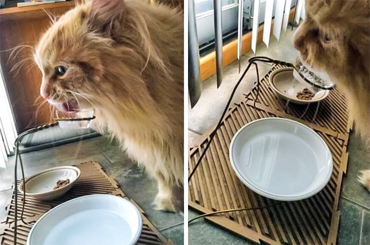 14 фотографий, доказывающих, что жизнь с животными — то еще веселье не всё так грустно