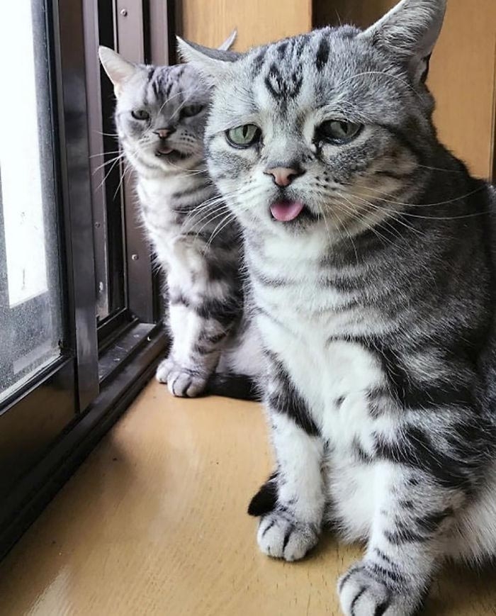 кошка луху, самая грустная кошка в мире 