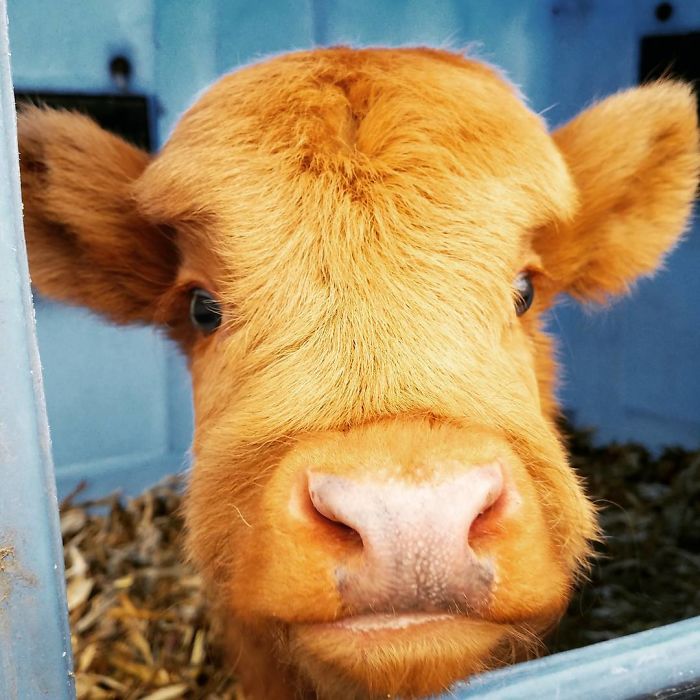 Cute-Baby-Highland-Cattle-Calves