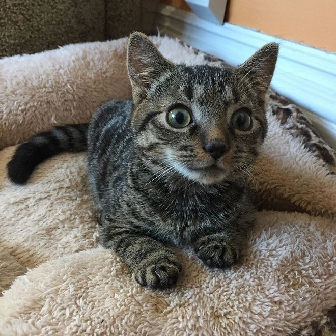 Смешной котенок