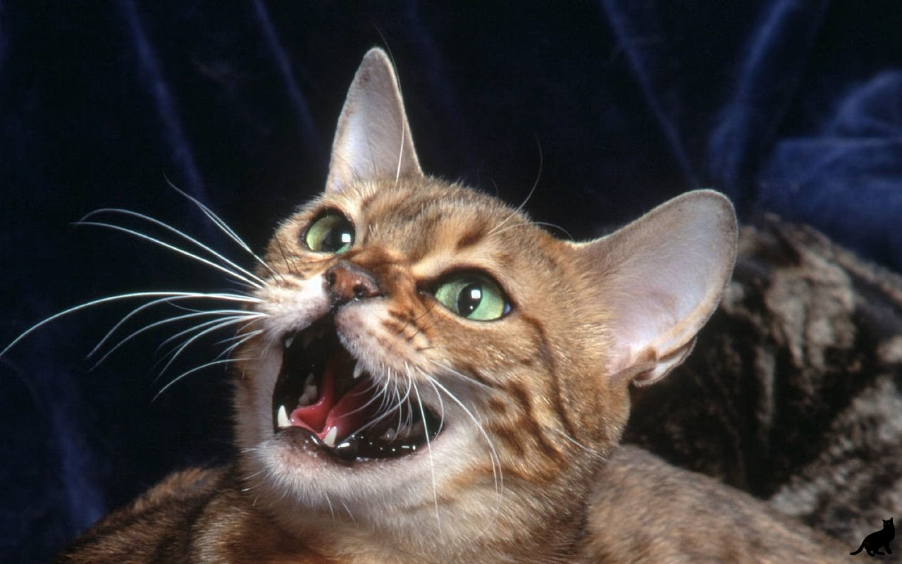 Агрессивные звуки котов. Мяуканье кошки. Кот открывает рот. Кричащий кот.