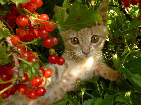 Коты в саду и на даче. 20 смешных, удивительных и просто няшных фото Коты в саду и на даче. 20 смешных, удивительных и просто няшных фото кошки, Только, кошка, хозяйка, цветы, вместо, мышей, этого, совершенно, котов, показать, вредителями, кошек, просто, чудеса13А, знаете, почему, некоторые, стремятся, залезть