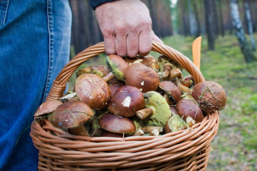С ноября по апрель нормы сбора грибов и ягод для граждан будут отменены