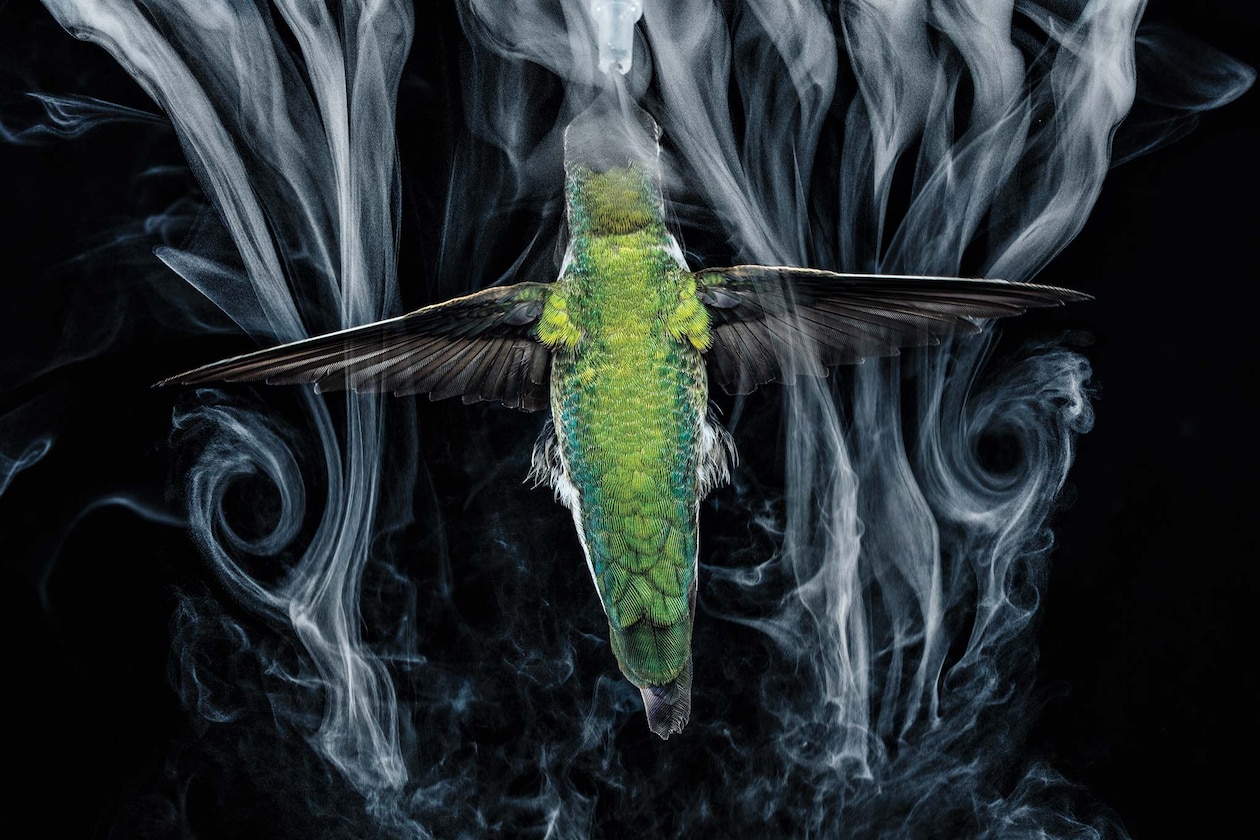 Сквозь тонкий туман летит зеленая колибри