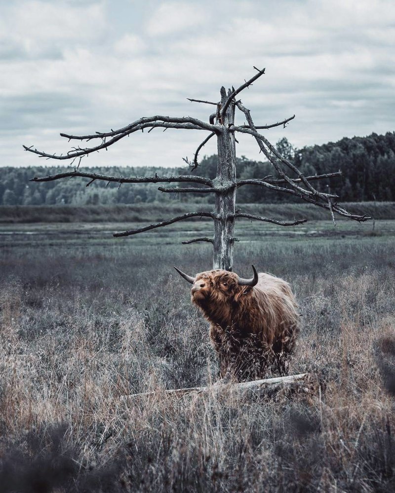 «Дикие земли Финляндии»: сновидческие портреты животных от Иоахима Мунтера Йоахим Мунтер, в мире, животные, красота, природа