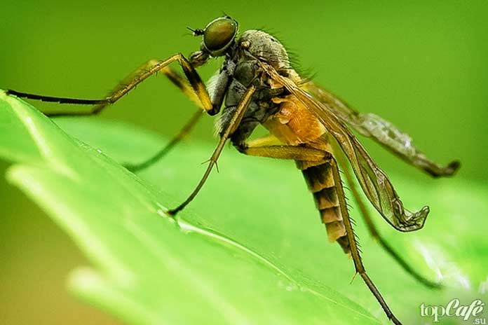 Самые опасные комары: Опасное насекомое