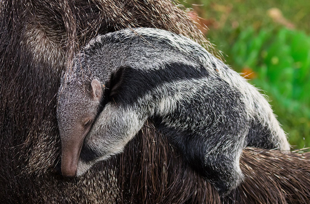 Умилительные фото детенышей животных