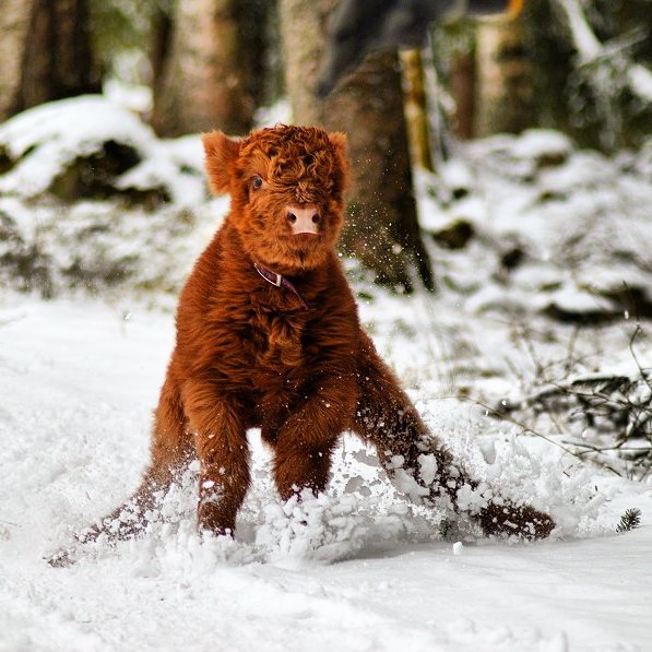 Cute-Baby-Highland-Cattle-Calves