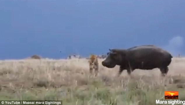 Хищница начала обнюхивать бегемота, чем его неожиданно разбудила в мире животных, дикая природа, животные, львица, неудача, охота, фейл, хищник