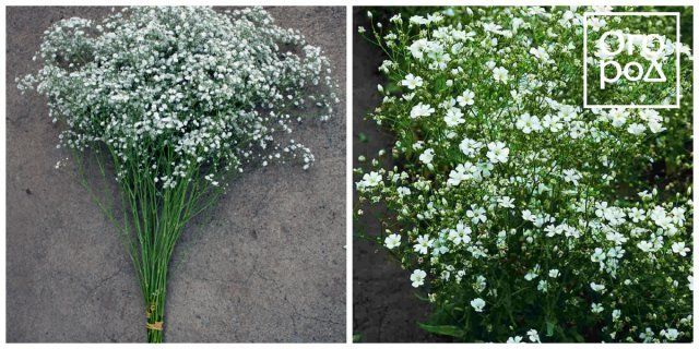 30 ярких цветов, которые можно сеять в открытый грунт в мае 30 ярких цветов, которые можно сеять в открытый грунт в мае цветы