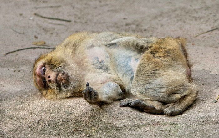 Веселые фотографии сделанные в нужный момент - поднимаем настроение 