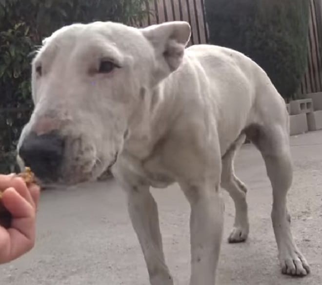 Собака стоит