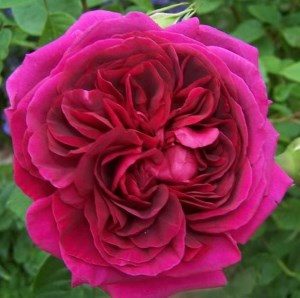 английские розы Дэвида Остина энциклопедия роз