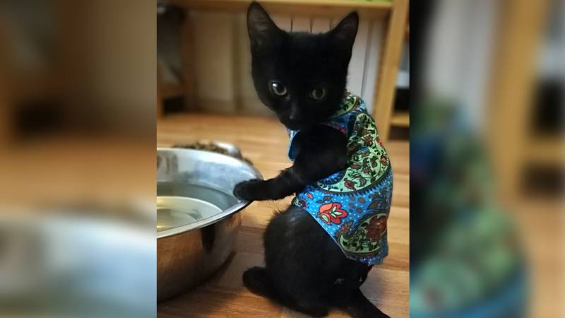 Чай с котом: гости нижегородского кафе уходят домой с питомцами 