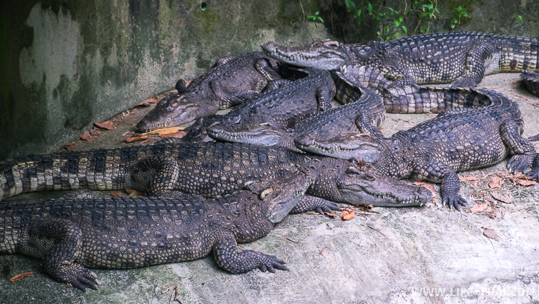 Крокодилы в пруду, Пхукет, Таиланд