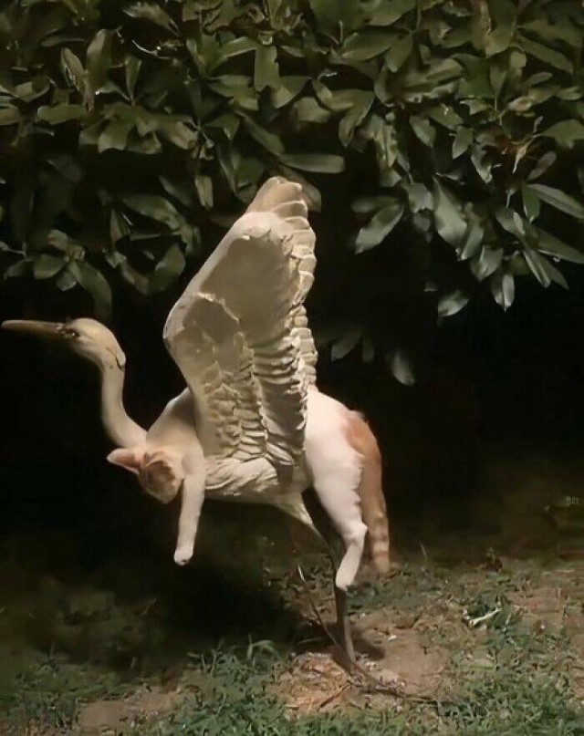 Очарование животных: моменты, которые заставляют улыбаться  