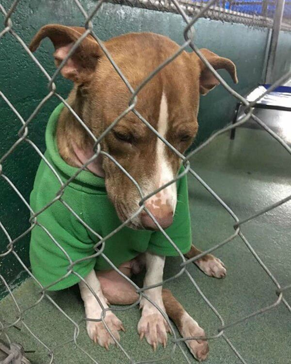 Pit Bull 