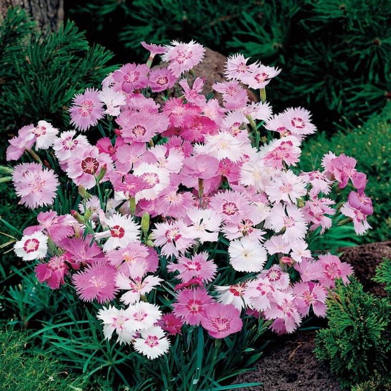 Гвоздика перистая фото (лат. Dianthus plumarius)