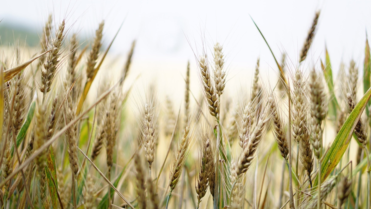 Аграрии рассказали о шансах России остаться главным экспортером пшеницы
