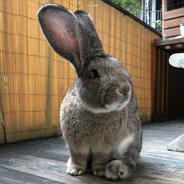 Гигантский кролик Гуус, который весит 22 кг, удивляет всех своим размером и добродушным характером домашние животные,наши любимцы