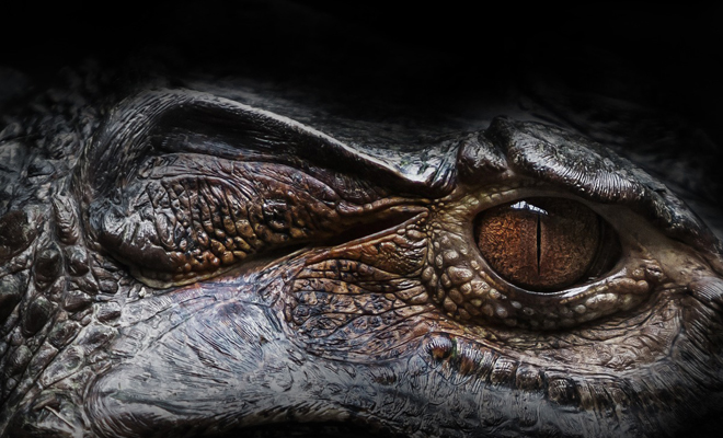 Рептилия из ада: как выглядит самый большой крокодил в мире рептилия, гиганты, аллигаторов, гиганта, этого, Масса, Горбун, мистер, прозвище, существовании, превышает, знают, давно, жители, местные, показало, динозавровРасследование, красавца, Огромная, времена