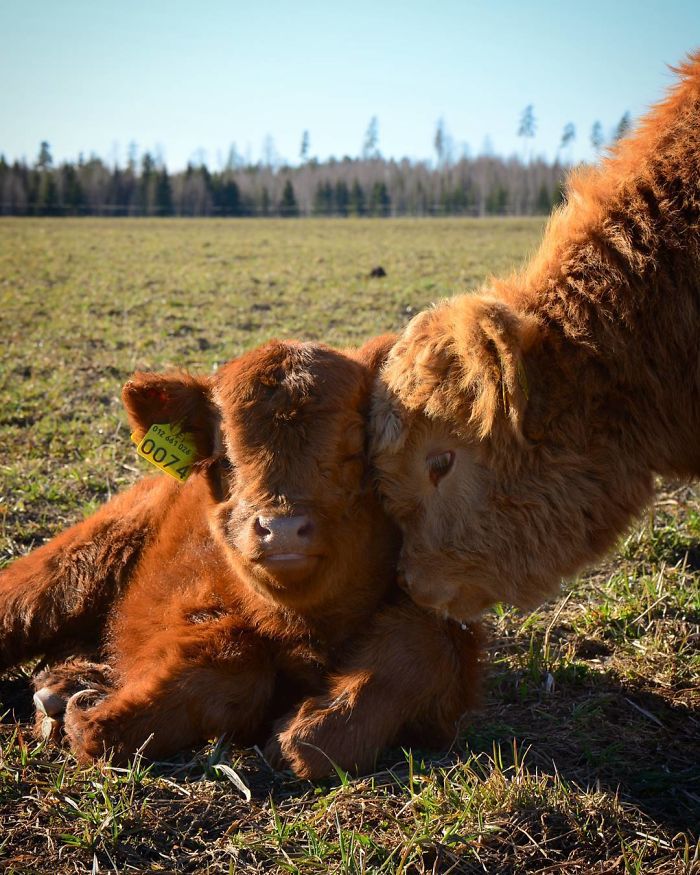 Cute-Baby-Highland-Cattle-Calves