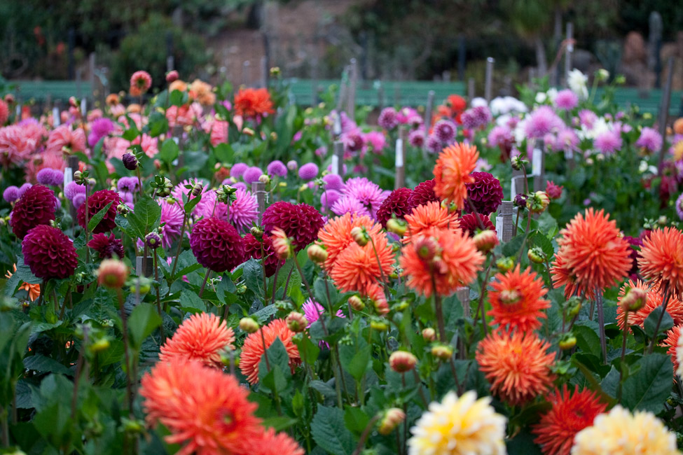 6 самых красивых цветов, которые украсят ваш осенний сад дача,сад и огород,цветоводство,цветы