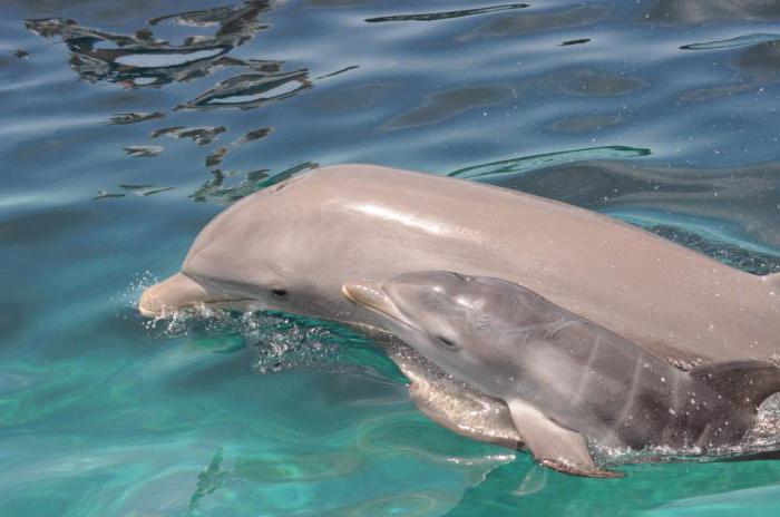 Как размножаются дельфины? Первые дни жизни детенышей морских красавцев