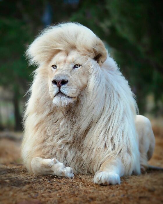 Уникальный белогривый лев.