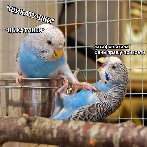 Легкий юмор с просторов сети картинки