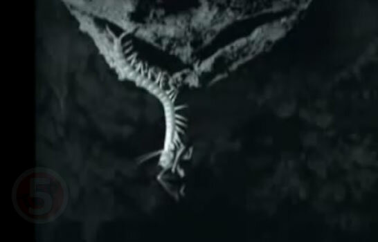 10 самых ненормальных животных животные,интересное