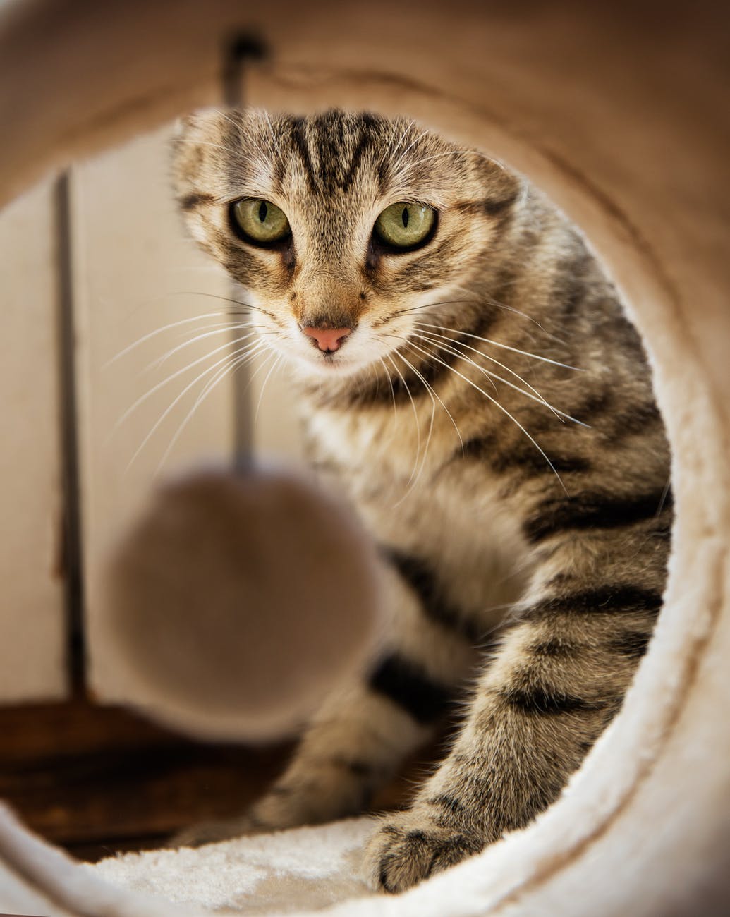 кот в доме