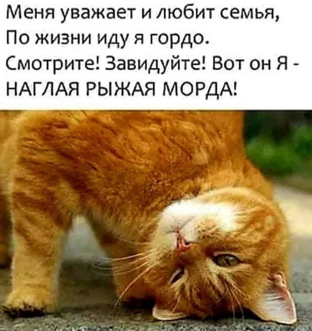 Про кота Матвея 