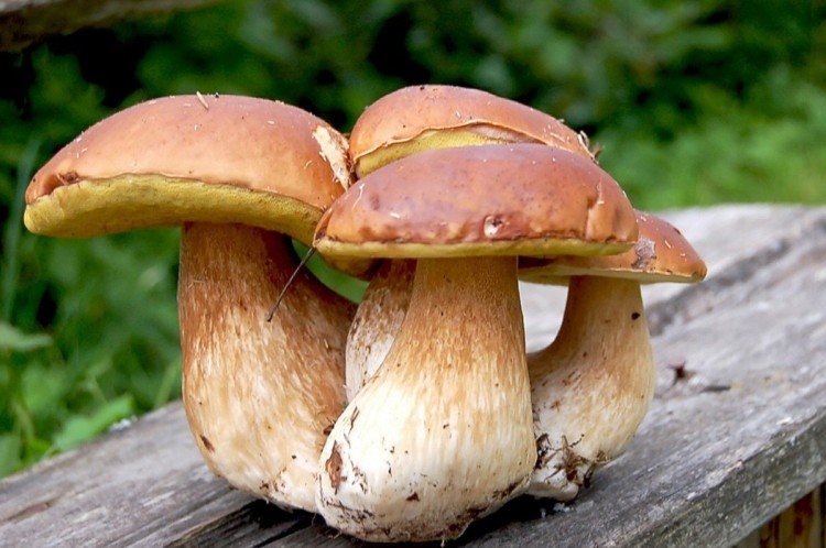 Съедобные грибы: названия, фото и описания очень, шляпка, называют, легко, шляпки, узнать, который, становится, можно, возрастом, потому, представитель, спутать, съедобный, только, всего, мякоть, грибов, напоминает, вкусный
