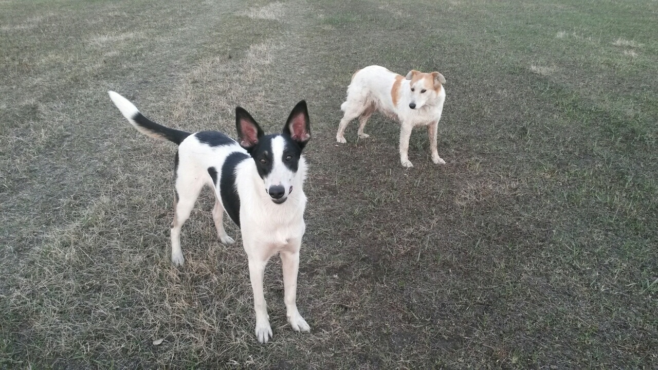 собаки на прогулке