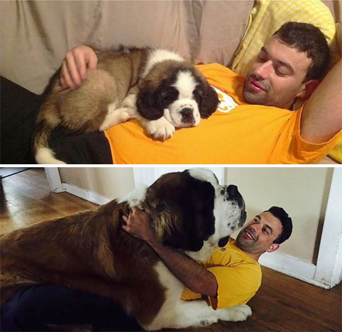 Once A Lap Dog, Always A Lap Dog