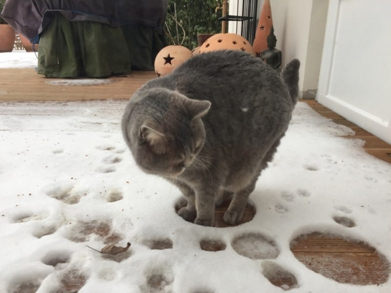 Животные, которые заставят вас улыбнуться
