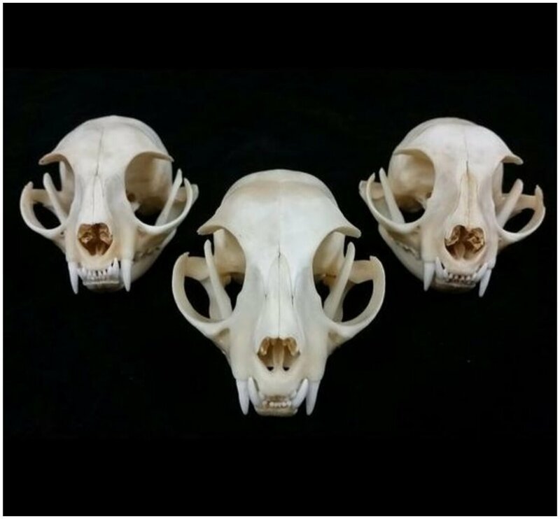 15 милых животных, чьи черепа как будто созданы для фильмов ужасов животные