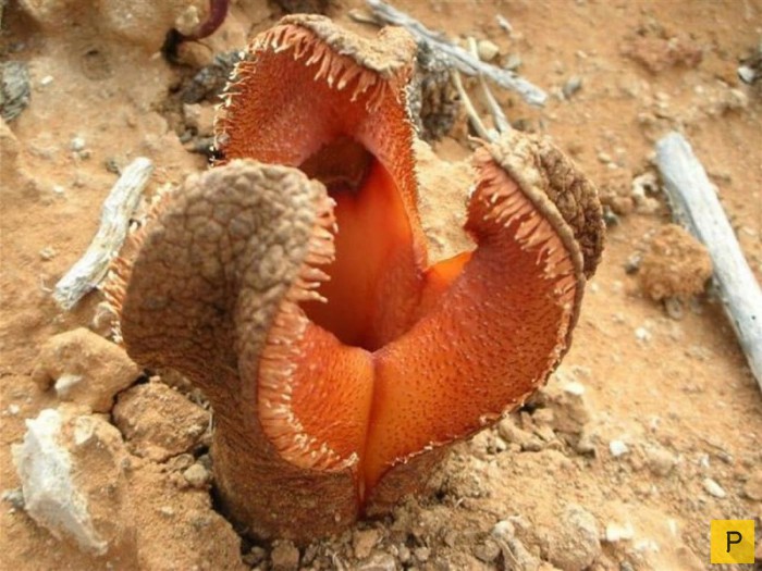 Топ 15: Самые странные растения на Земле (16 фото)