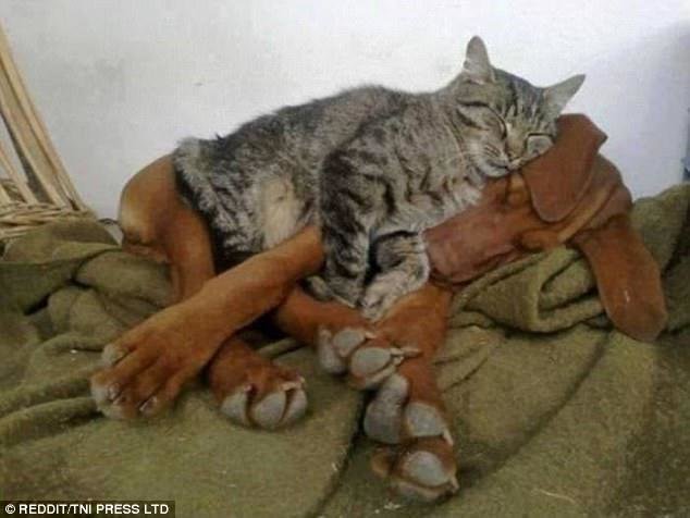 Зачем коту кроватка, если есть большая мягкая собака? животные, коты, кошки, кошки и собаки, мило, питомцы, собаки, юмор
