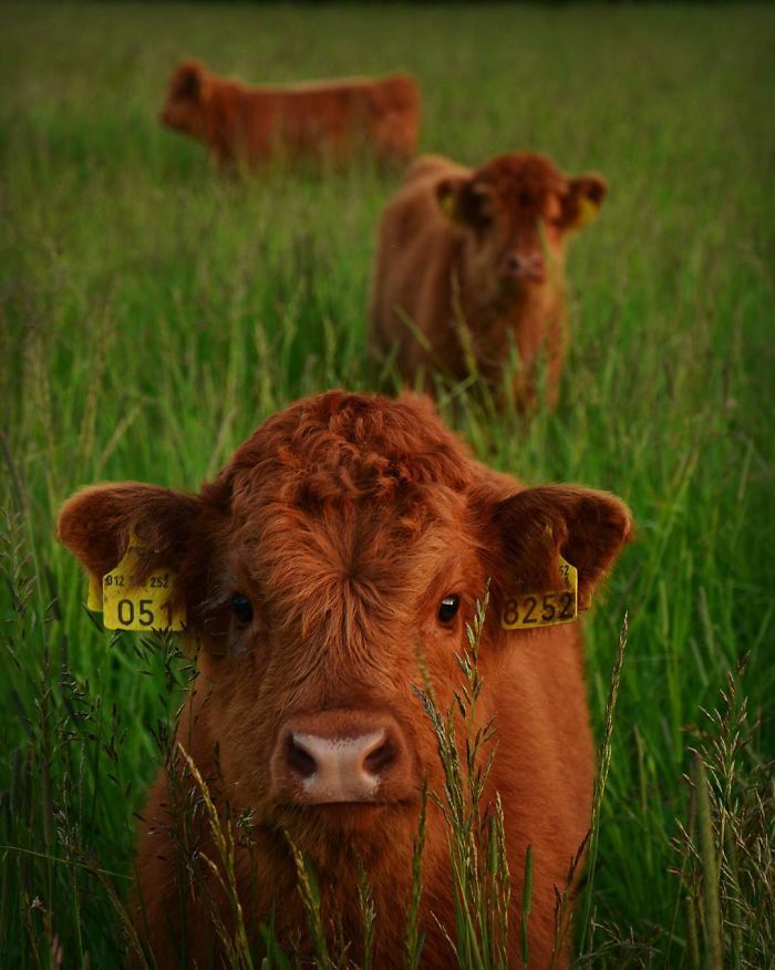 Cute-Baby-Highland-Cattle-Calves