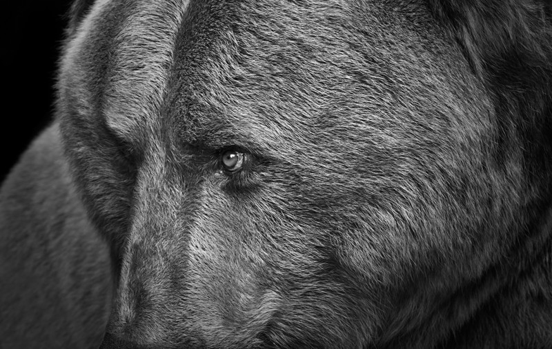 Один из самых печальных снимков, которые вам приходилось видеть в своей жизни в мире, грустно, животные, история, медведь, фотограф