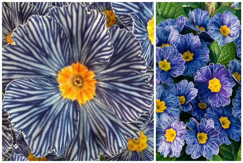 Zebra Blue Primrose интересное, красота, флора, цветы