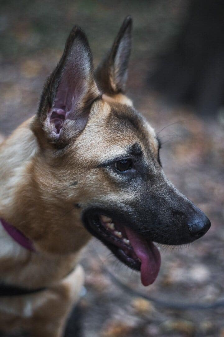 собака гуляет